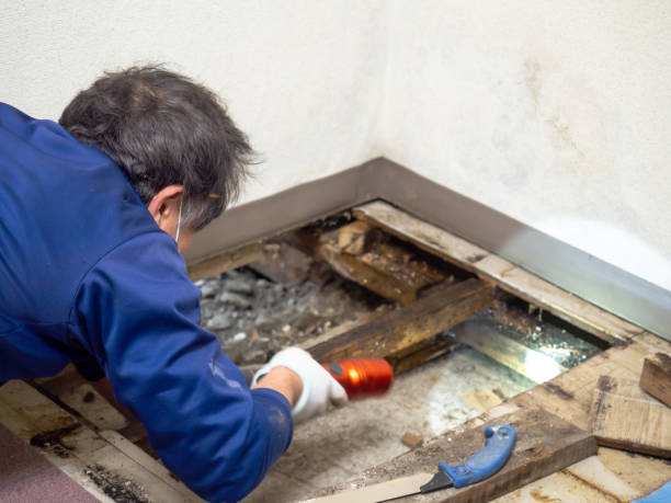 Best Mold Remediation  in Waunakee, WI