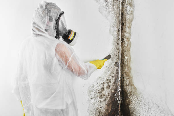 Crawl Space Mold Removal in Waunakee, WI