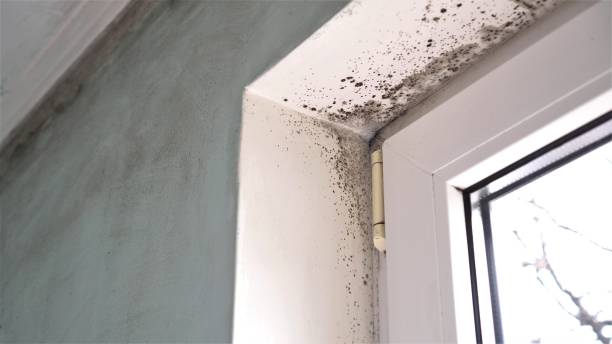Best Attic Mold Removal  in Waunakee, WI