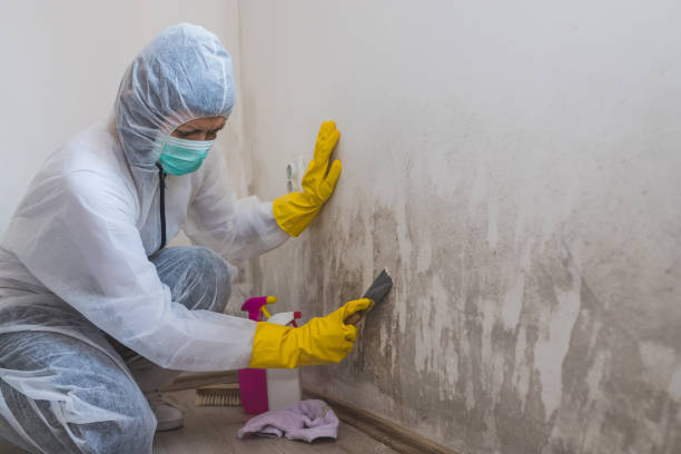 Best Mold Testing and Removal  in Waunakee, WI