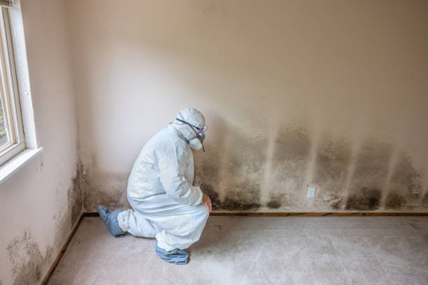 Best Mold Damage Repair  in Waunakee, WI