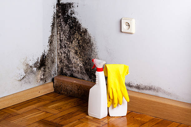 Best Emergency Mold Removal  in Waunakee, WI