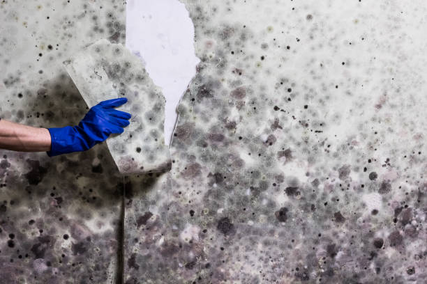 Best Mold Testing  in Waunakee, WI