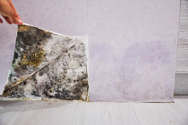 Mold Removal Process in Waunakee, WI